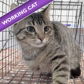 Swift -  Domestic Short Hair Cat for Adoption in Des Moines, Iowa - Swift | PetCurious