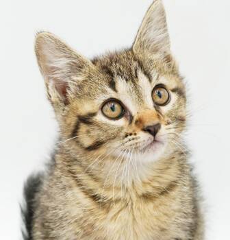 Opal is omg gorgeous What a living doll -  Tabby and Bengal Cat for Adoption in Bedford Hills, New York - Opal Is Omg Gorgeous What A Living Doll | PetCurious