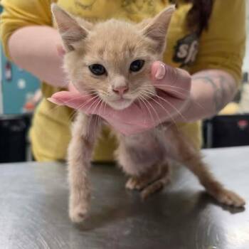 Flamel -  Domestic Medium Hair Cat for Adoption in Fredericksburg, Virginia - Flamel | PetCurious