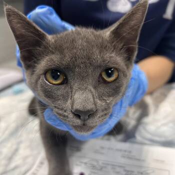 Mufasa -  Domestic Short Hair Cat for Adoption in Summerville, South Carolina - Mufasa | PetCurious