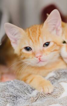 Domestic Short Hair Cats Available for Adoption - Lilo | PetCurious