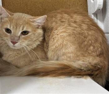 THORAX -  Domestic Medium Hair Cat for Adoption - THORAX | PetCurious