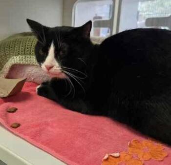 Rescue Domestic Short Hair Cats for Adoption in Atlanta, Georgia - Silvester | PetCurious