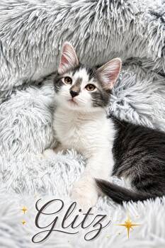 Glitz -  Domestic Medium Hair Cat for Adoption in Newport, Kentucky - Glitz | PetCurious