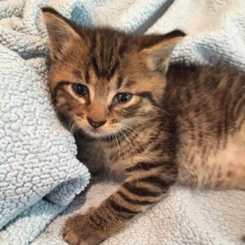 Domestic Short Hair Cats Available for Adoption - Merlin | PetCurious