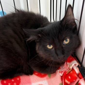 Ruckus -  Domestic Long Hair Cat for Adoption in Riverwoods, Illinois - Ruckus | PetCurious