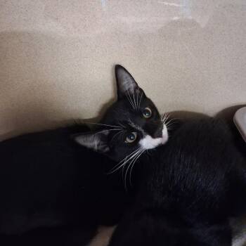 Hamburgler -  Domestic Short Hair Cat for Adoption in Gautier, Mississippi - Hamburgler | PetCurious