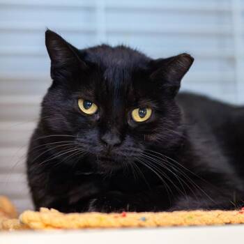 Domestic Short Hair Cats Available for Adoption - Sissy | PetCurious
