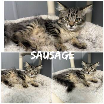 Sausage -  Domestic Medium Hair Cat for Adoption in Saint James, Missouri - Sausage | PetCurious