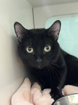 Meow Meow -  Domestic Short Hair Cat for Adoption in Vero Beach, Florida - Meow Meow | PetCurious