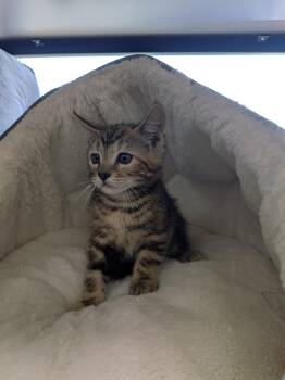Tomatillo -Preadoption ONLY -  Domestic Short Hair Cat for Adoption in Chilliwack, British Columbia - Tomatillo -Preadoption ONLY | PetCurious