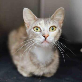 Vista -  Domestic Short Hair Cat for Adoption in Atlanta, Georgia - Vista | PetCurious