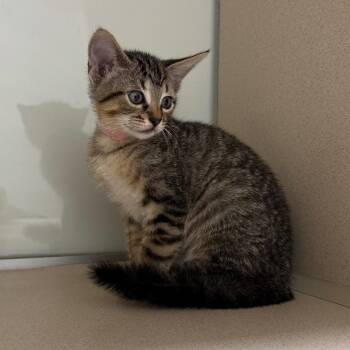 Domestic Short Hair Cats Available for Adoption in League City, Texas - Oakland (PNK) | PetCurious