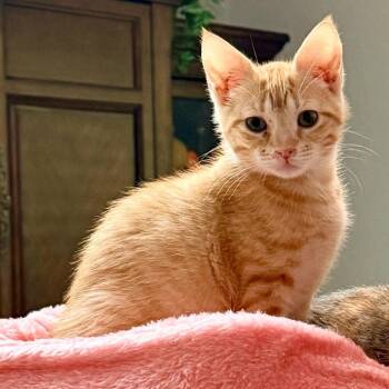 Cartman (Arlo) -  Domestic Short Hair Cat for Adoption in Tallahassee, Florida - Cartman (Arlo) | PetCurious