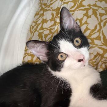 Zion -  Domestic Short Hair Cat for Adoption in Medina, Ohio - Zion | PetCurious