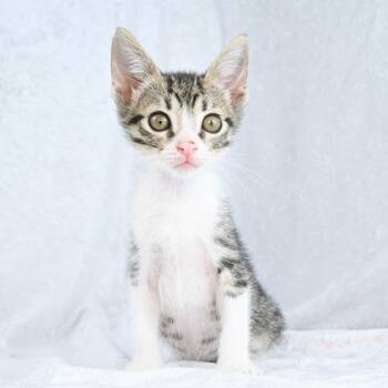 Moe -  Domestic Short Hair Cat for Adoption in Mobile, Alabama - Moe | PetCurious