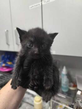 Cyan -  Domestic Short Hair Cat for Adoption in Sevierville, Tennessee - Cyan | PetCurious