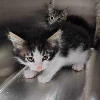 Mr. Smee -  Domestic Medium Hair Cat for Adoption in Coos Bay, Oregon - Mr. Smee | PetCurious