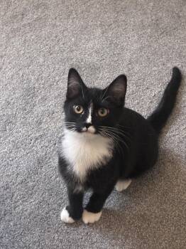 Mbappe -  Domestic Short Hair Cat for Adoption in Cincinnati, Ohio - Mbappe | PetCurious