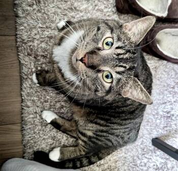 Bubbles (bonded with Oreo) -  Tabby and Domestic Short Hair Cat for Adoption in Vaughan, Ontario - Bubbles (bonded With Oreo) | PetCurious