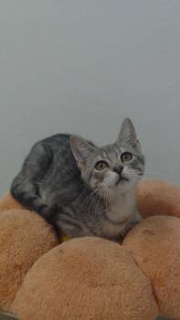 Patti -  Domestic Short Hair Cat for Adoption in Corpus Christi, Texas - Patti | PetCurious