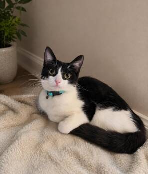 Aong -  Domestic Short Hair Cat for Adoption in Villa Park, California - Aong | PetCurious