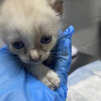 Oakleigh -  Domestic Short Hair and Siamese Cat for Adoption in Summerville, South Carolina - Oakleigh | PetCurious