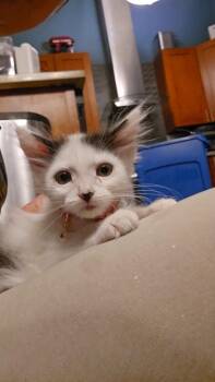 Zack Morris -  Domestic Long Hair and Maine Coon Cat for Adoption in Pacifica, California - Zack Morris | PetCurious