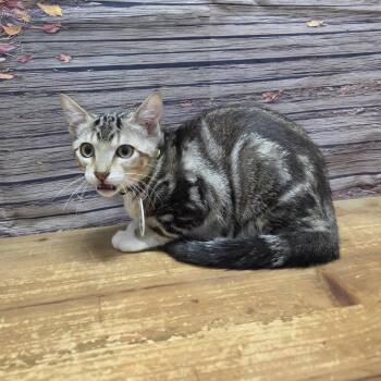 Oreo -  Domestic Short Hair Cat for Adoption in Normal, Illinois - Oreo | PetCurious