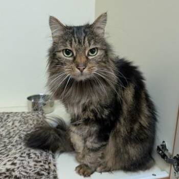 Domestic Medium Hair Cats Available for Adoption in Portland, Oregon - Margaritte | PetCurious