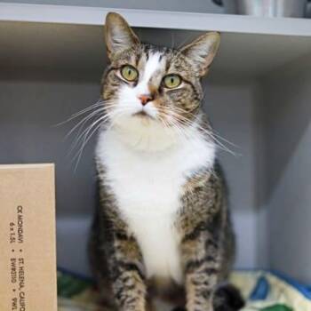 Jasper -  Domestic Short Hair Cat for Adoption in Atlanta, Georgia - Jasper | PetCurious