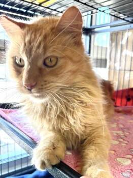 Domestic Long Hair and Domestic Short Hair Cats Available for Adoption in New Orleans, Louisiana - Bix | PetCurious