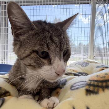 Melvin -  Domestic Short Hair Cat for Adoption in Medford, Oregon - Melvin | PetCurious