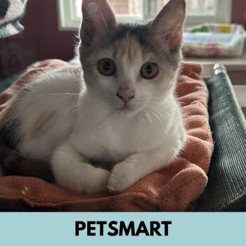 Nadia -  Domestic Short Hair Cat for Adoption in Lakewood, Colorado - Nadia | PetCurious
