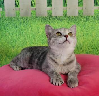 Rescue Torbie and Domestic Short Hair Cats for Adoption in Greensburg, Pennsylvania - Lizzo | PetCurious