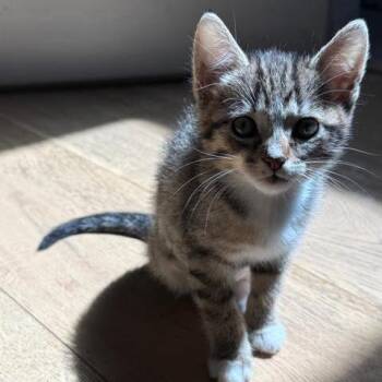 May -  Domestic Short Hair Cat for Adoption in Los Angeles, California - May | PetCurious