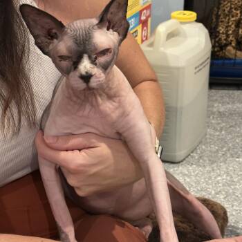 Princess -  Sphynx Hairless Cat Cat for Adoption in Bradenton, Florida - Princess | PetCurious