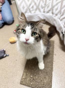 Eileen - super duper loving little sweetheart -  Domestic Medium Hair Cat for Adoption in Oshkosh, Wisconsin - Eileen - Super Duper Loving Little Sweetheart | PetCurious