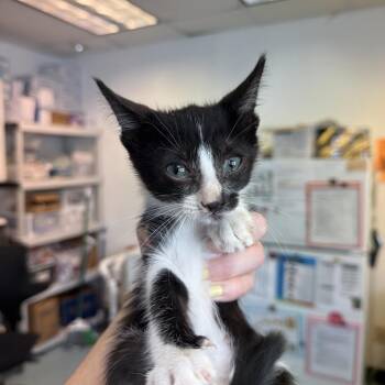 Poinsettia 30 -  Domestic Short Hair Cat for Adoption in Austin, Texas - Poinsettia 30 | PetCurious