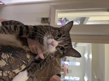 Rescue Tabby Cats for Adoption in Baton Rouge, Louisiana - Pasha | PetCurious