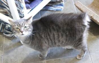 Rescue Domestic Short Hair and Manx Cats for Adoption in Fayetteville, Arkansas - Sir Greyson | PetCurious