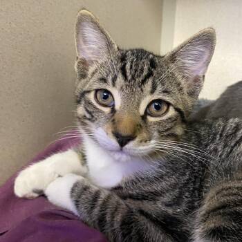 Ranger -  Domestic Short Hair Cat for Adoption in Wantagh, New York - Ranger | PetCurious