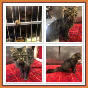 LI US,AKA GRAMPS -  Domestic Medium Hair Cat for Adoption in Buckhannon, West Virginia - LI US,AKA GRAMPS | PetCurious