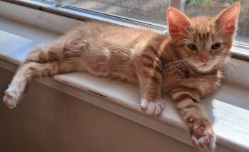 Chester -  Domestic Medium Hair Cat for Adoption in Nashville, Tennessee - Chester | PetCurious