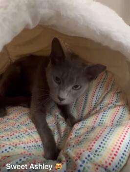 Domestic Short Hair Cats Available for Adoption in St. Cloud, Florida - Ashley | PetCurious