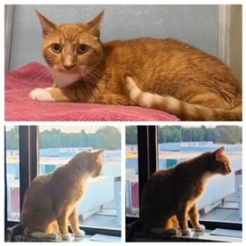 Rescue Domestic Short Hair Cats for Adoption in Westminster, Maryland - REMY | PetCurious