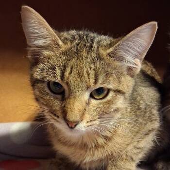 Rescue Domestic Short Hair Cats for Adoption in Marion, Illinois - Tiny Tim | PetCurious