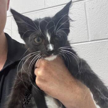 Jett -  Domestic Medium Hair Cat for Adoption in Lufkin, Texas - Jett | PetCurious