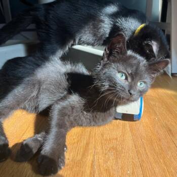 Shower -  Domestic Short Hair Cat for Adoption in Evanston, Illinois - Shower | PetCurious