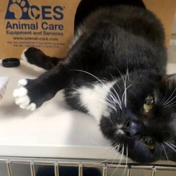 Robert -  Domestic Short Hair Cat for Adoption - Robert | PetCurious